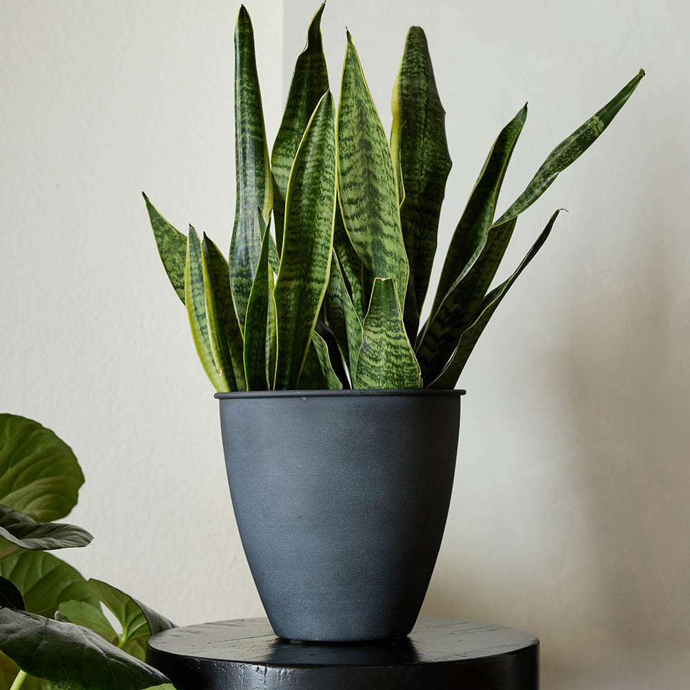Bloem Arbor Indoor Metal Planter in Black