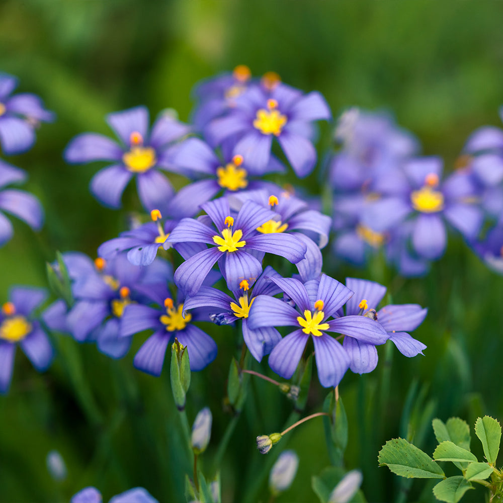 Lucerne Blue-Eyed Grass