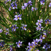 Lucerne Blue-Eyed Grass