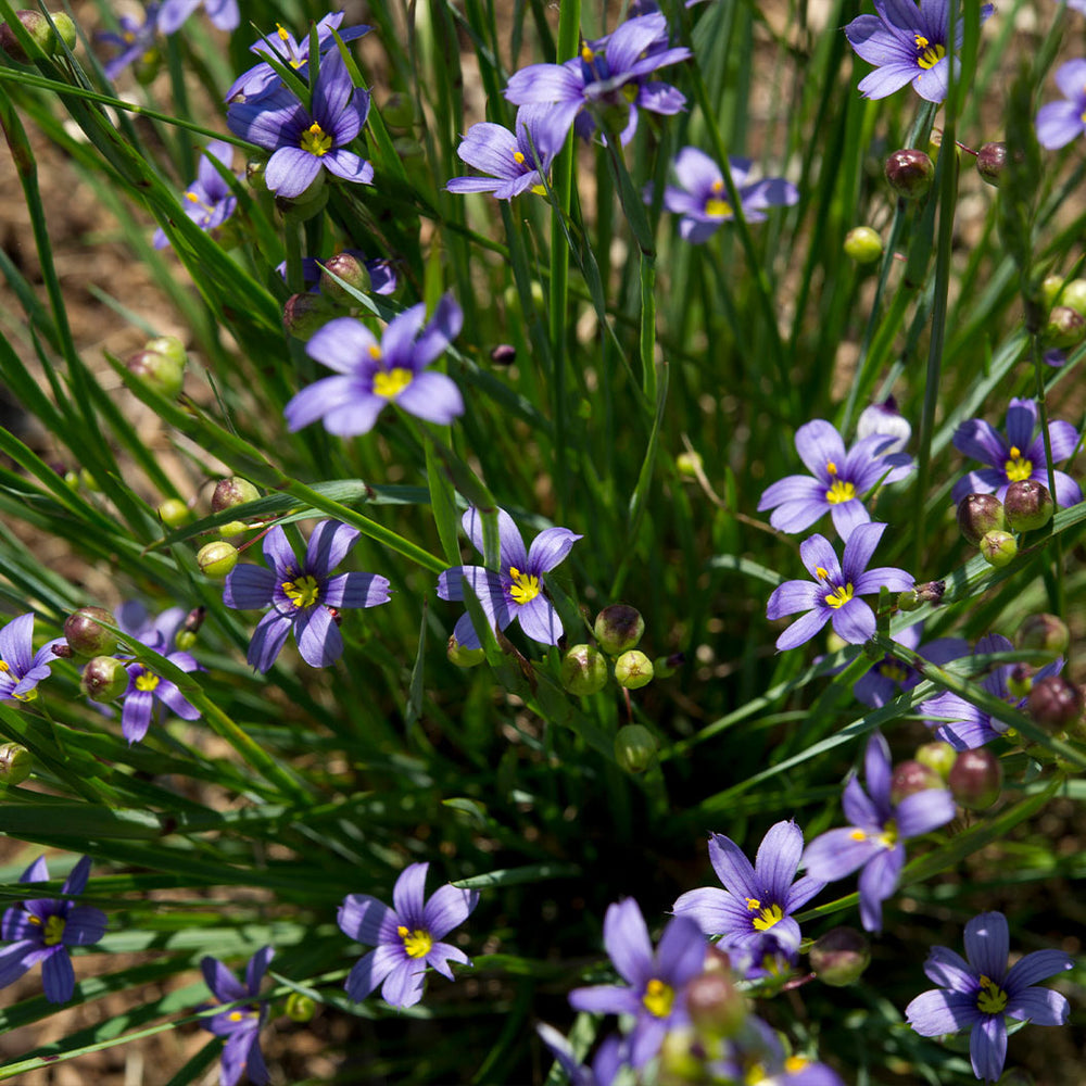 Lucerne Blue-Eyed Grass