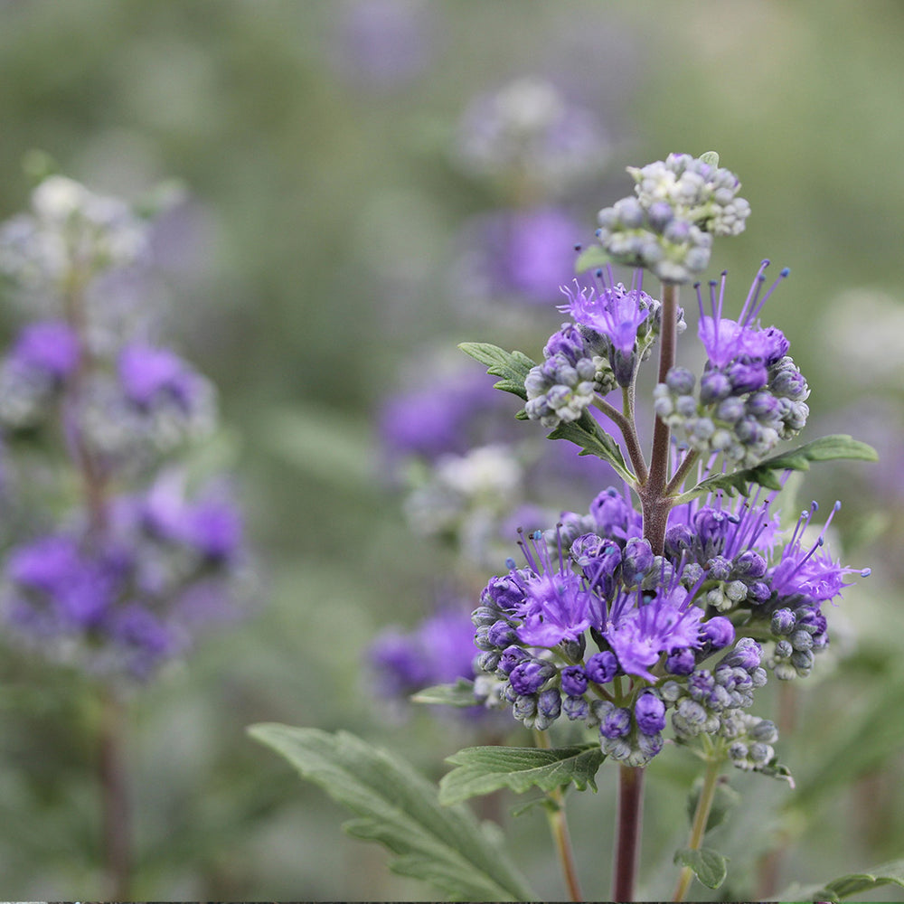 Proven Winners® Beyond Midnight® Bluebeard Shrub