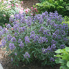 Proven Winners® Beyond Midnight® Bluebeard Shrub