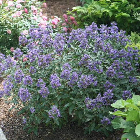 Proven Winners® Beyond Midnight® Bluebeard Shrub
