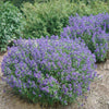 Proven Winners® Beyond Midnight® Bluebeard Shrub