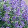 Proven Winners® Beyond Midnight® Bluebeard Shrub