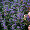 Proven Winners® Beyond Midnight® Bluebeard Shrub