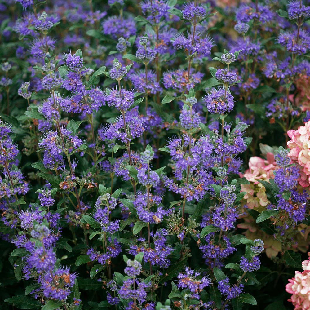 Proven Winners® Beyond Midnight® Bluebeard Shrub