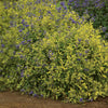 Gold Crest Bluebeard Plant