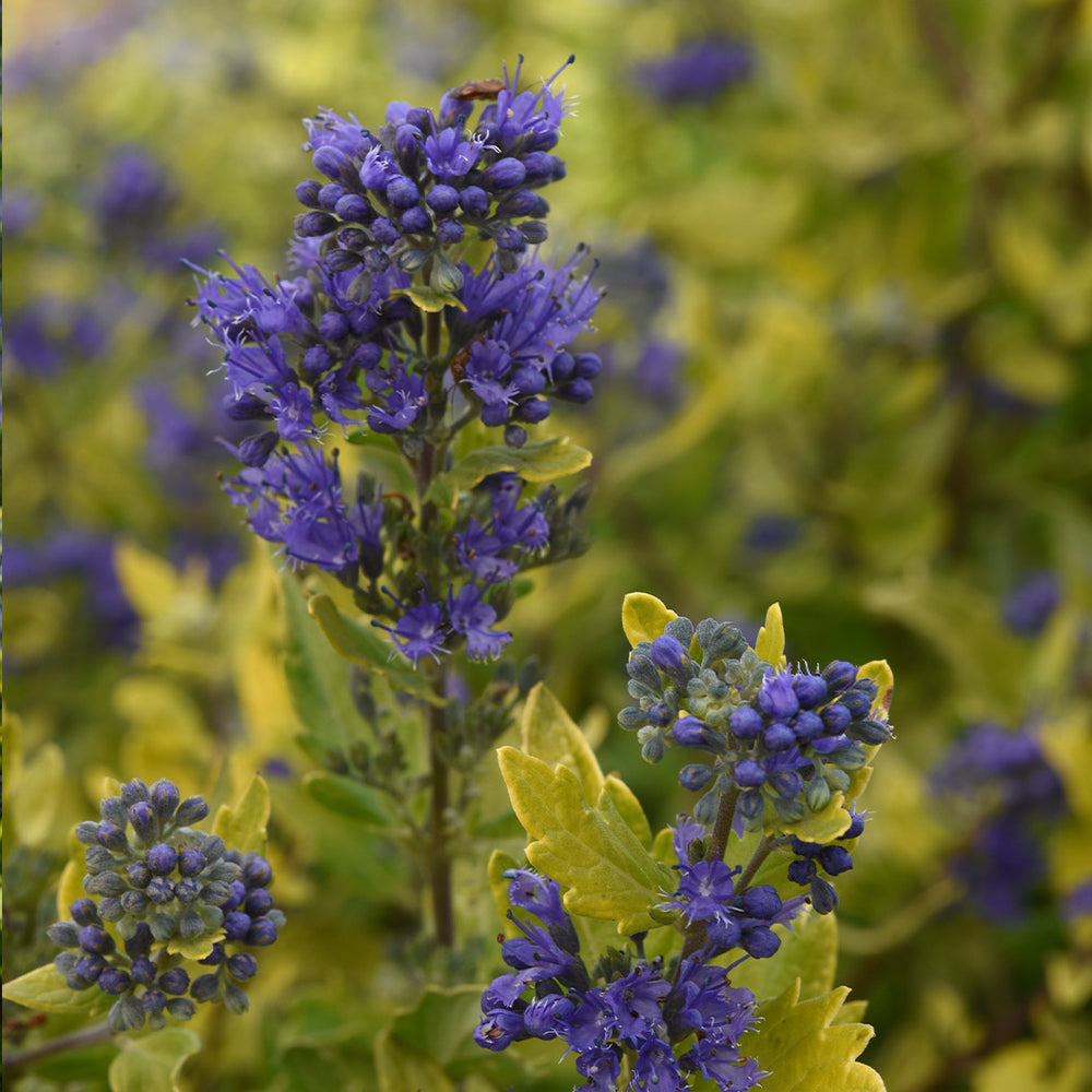 Gold Crest Bluebeard Plant