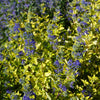 Gold Crest Bluebeard Plant
