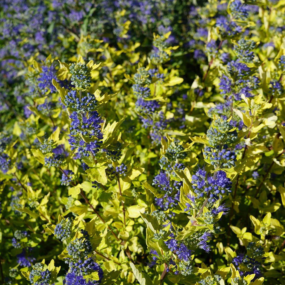Gold Crest Bluebeard Plant