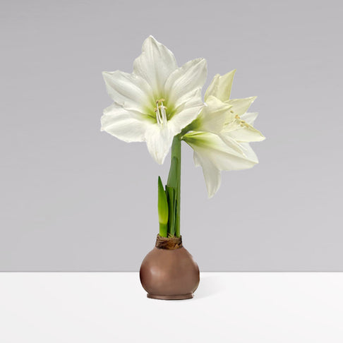 Gardenuity® Bronze Wax-Dipped Amaryllis Bulb
