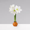 Gardenuity® Autumn Orange Wax-Dipped Amaryllis Bulb