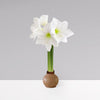 Gardenuity® Cafe Mocha Wax-Dipped Amaryllis Bulb