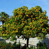 Cara Cara Orange Tree