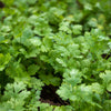 Kitchen Essential Organic Herb 4 Pack Plant