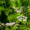Cilantro Plant - USDA Organic