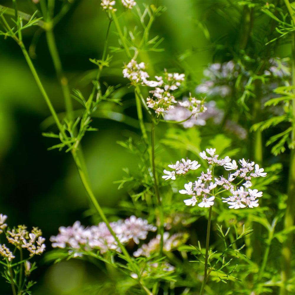Cilantro Plant - USDA Organic