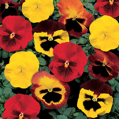 Delta™ Classic Blaze Mix Pansy Plant