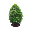Coco Fiber Tree Protector Ring