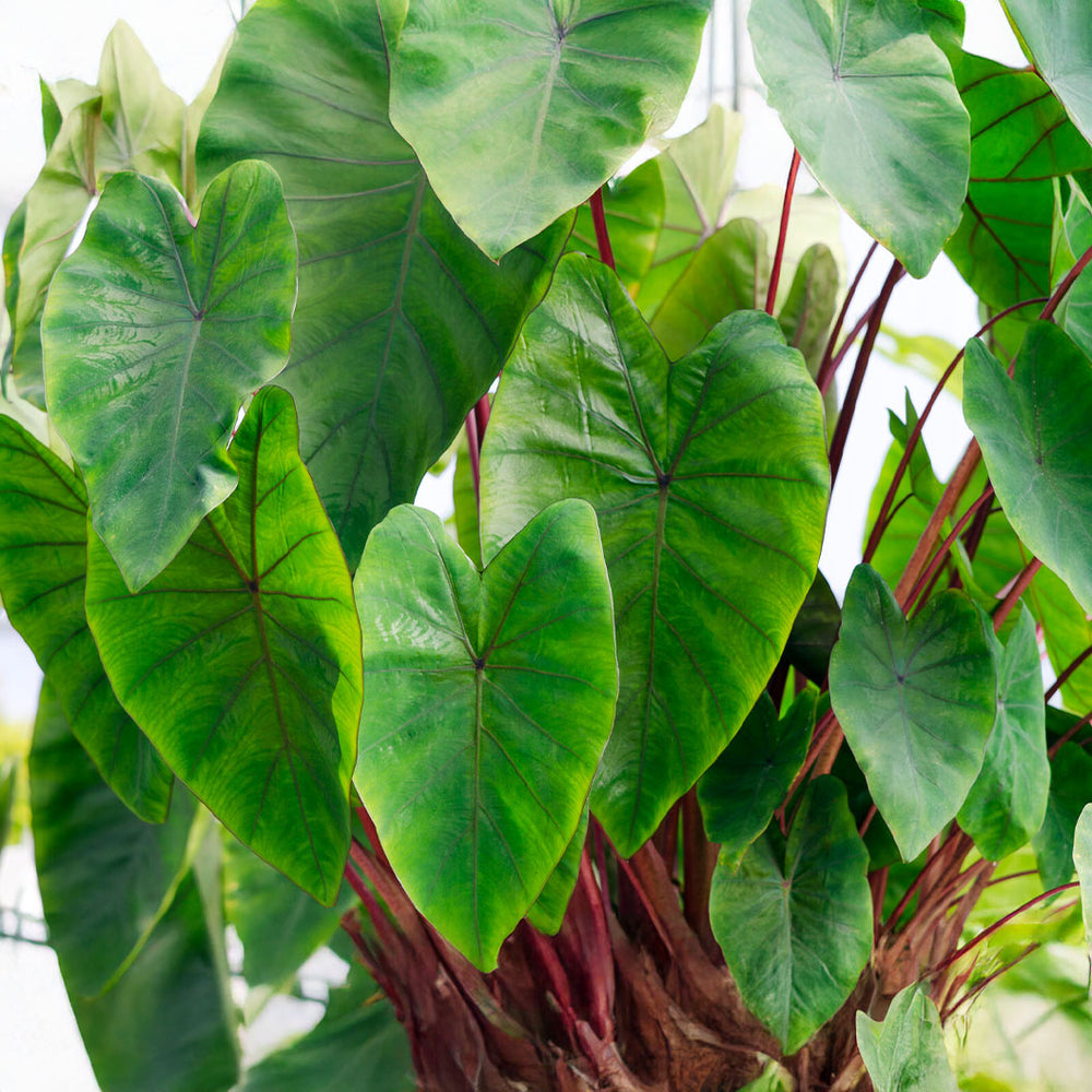 Royal Hawaiian® Hawaiian Punch Elephant's Ear Shrub