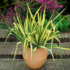 Color Guard Yucca