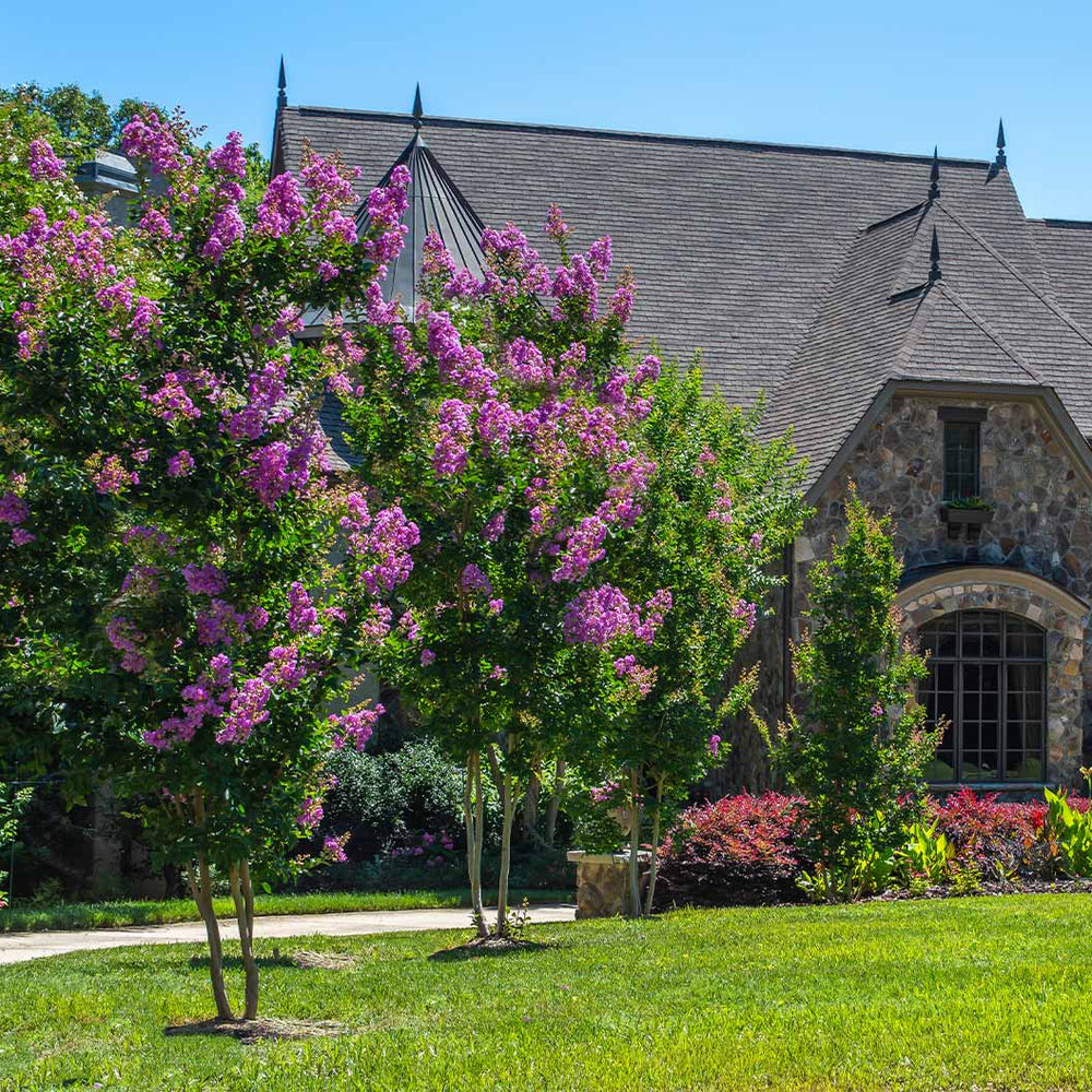 Colorama™ Purple Crape Myrtle Tree