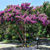 Colorama™ Purple Crape Myrtle Tree