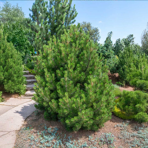 Compact Gem Bosnian Pine Tree