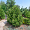 Compact Gem Bosnian Pine Tree