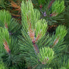 Compact Gem Bosnian Pine Tree
