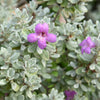 Compact Texas Sage Shrub