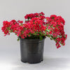 Bellini® Strawberry Crape Myrtle Shrub