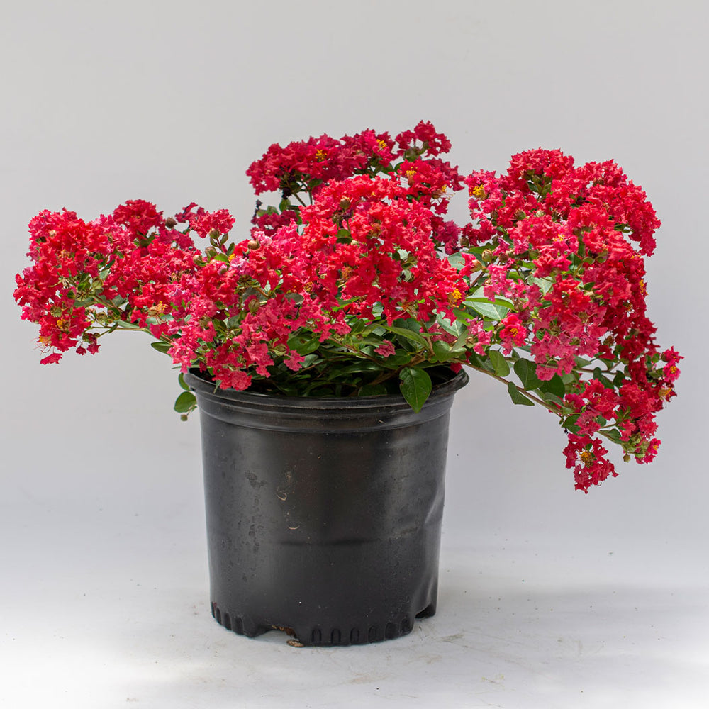 Bellini® Strawberry Crape Myrtle Shrub
