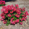 Bellini® Strawberry Crape Myrtle Shrub