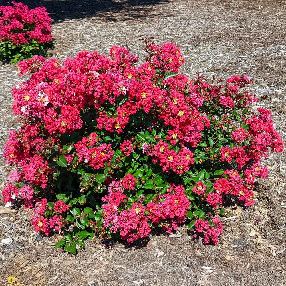 Bellini® Strawberry Crape Myrtle Shrub