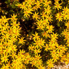 Damianita Plant