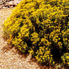Damianita Plant