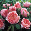 David Austin® The Alnwick Rose® Rose Shrub