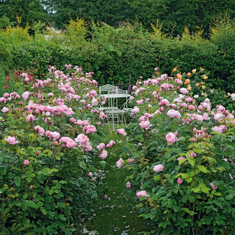 David Austin® The Alnwick Rose® Rose Shrub