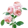 David Austin® The Alnwick Rose® Rose Shrub