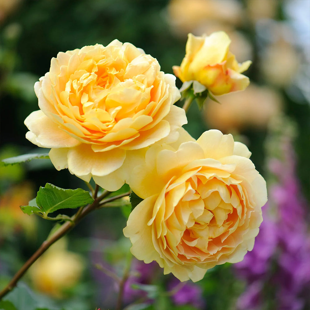 David Austin® Golden Celebration® English Shrub Rose