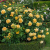 David Austin® Golden Celebration® English Shrub Rose