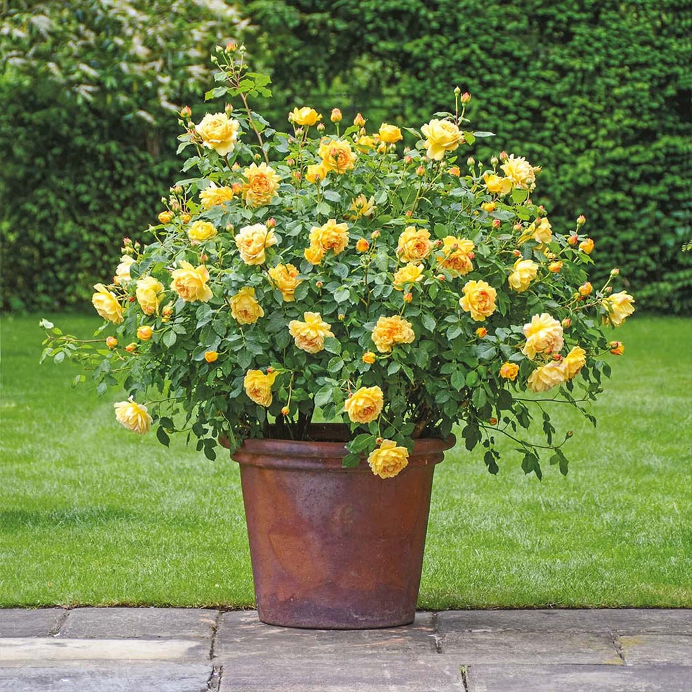 David Austin® Golden Celebration® English Shrub Rose