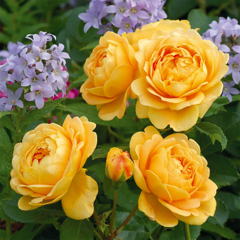 David Austin® Golden Celebration® English Shrub Rose
