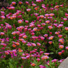 Better Versions® Ocean Sunset™ Orange Glow Ice Plant