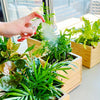 Gardenuity® Tropical Desktop Garden Kit in Bamboo Planter
