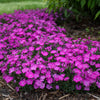 Proven Winners® Paint the Town Fuchsia Dianthus Plant