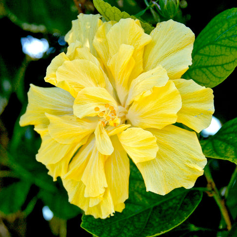 Double Yellow Standard Hibiscus Tree