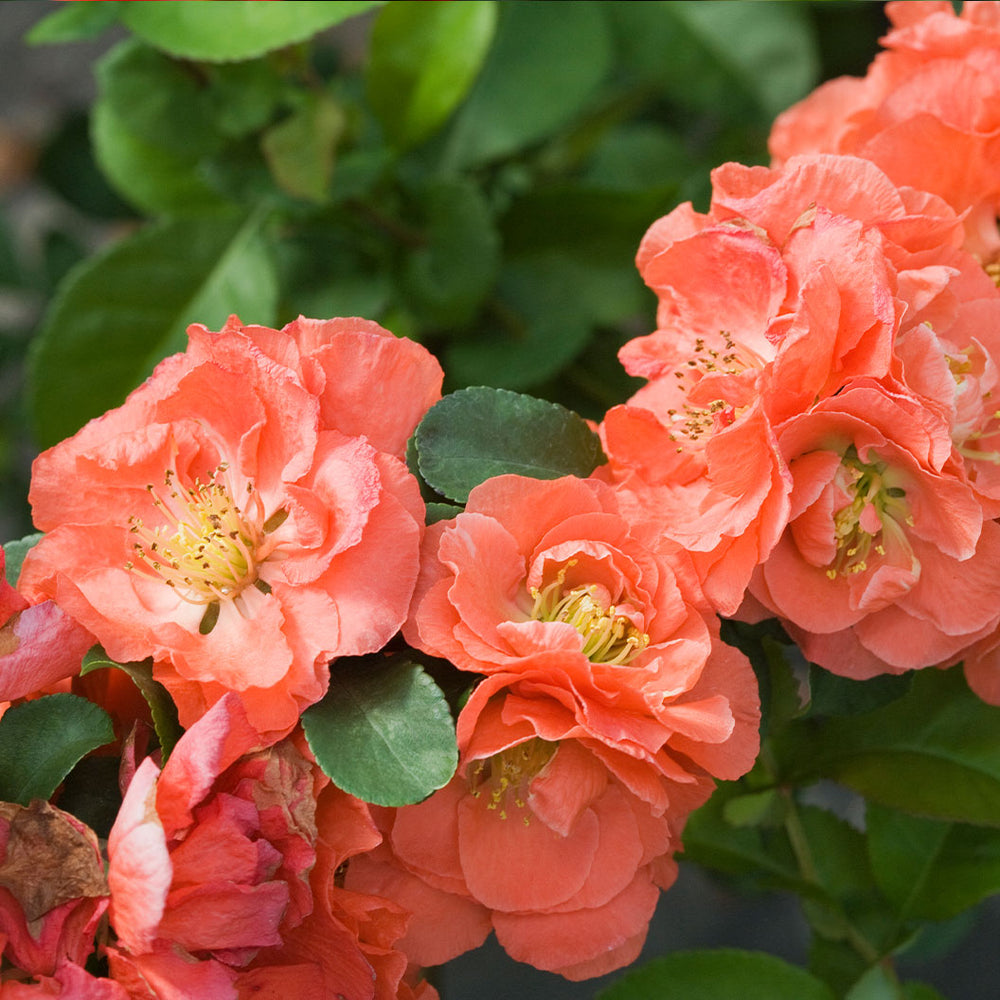 Proven Winners® Double Take® Peach Quince Shrub